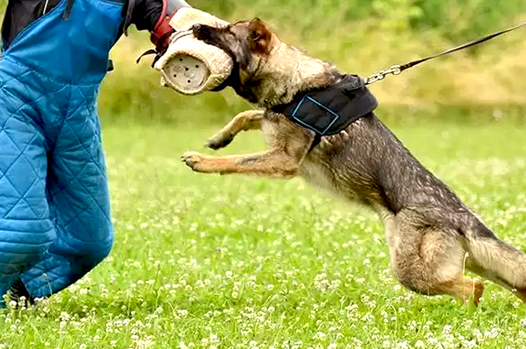 Security Dog Training