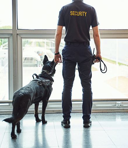 security-worker-with-detection-dog-standing-at-airport-terminal